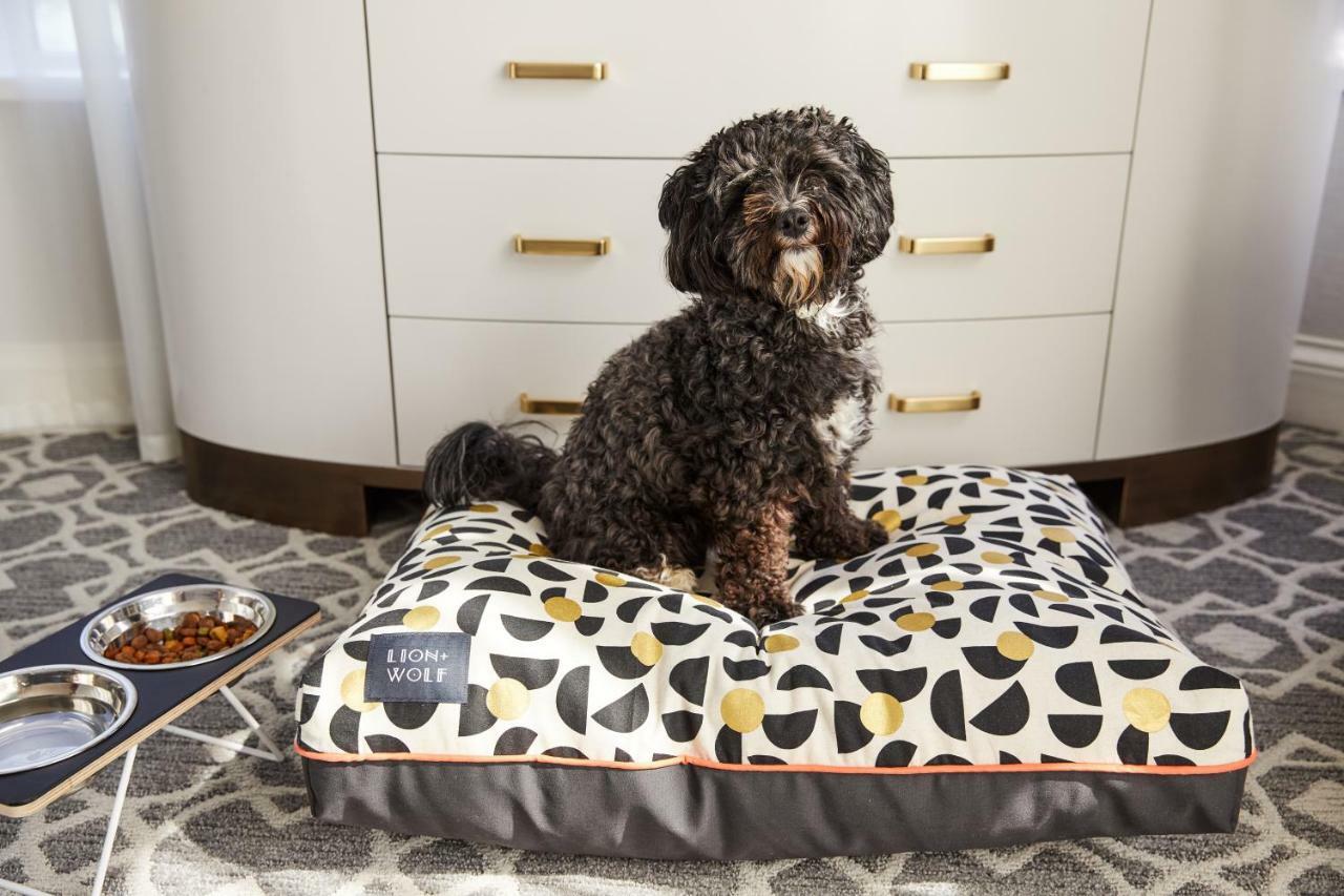The Whitney Hotel Бостон Екстер'єр фото A dog on a dog bed